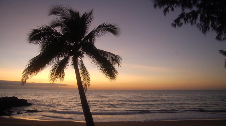 Sunset palm Thala