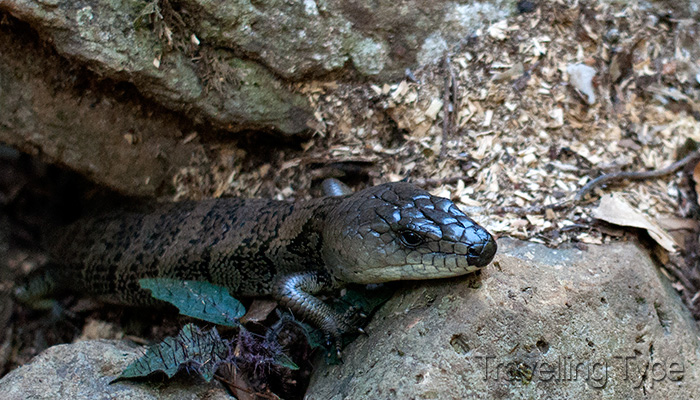 Mount Warning 