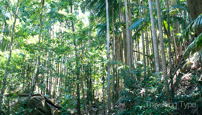 Mount Wollumbin