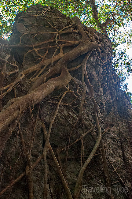 Gold Coast hinterland walks