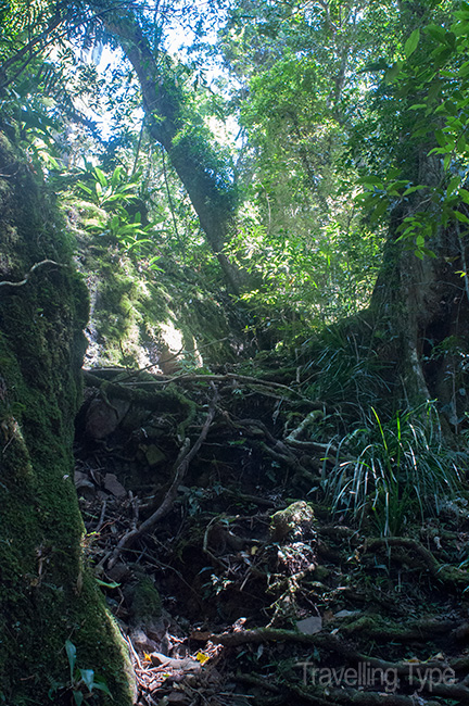 Gold Coast hinterland walks