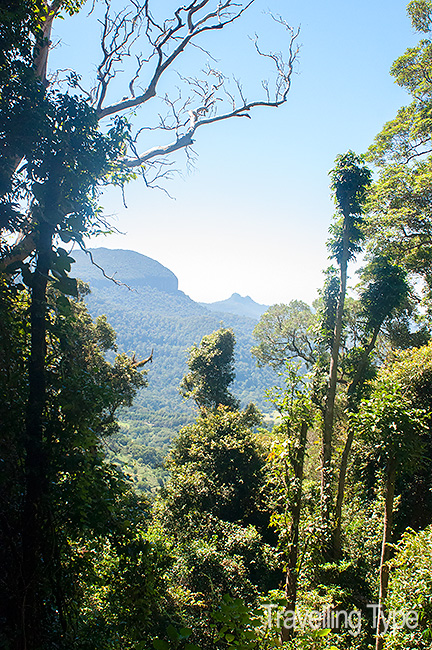 Gold Coast hinterland walks