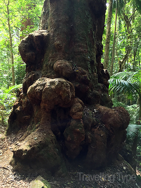 Binna Burra walks