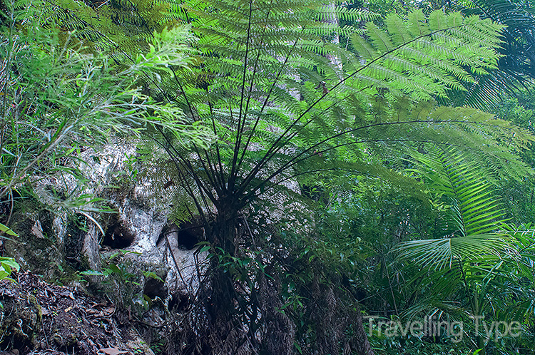 Binna Burra walks