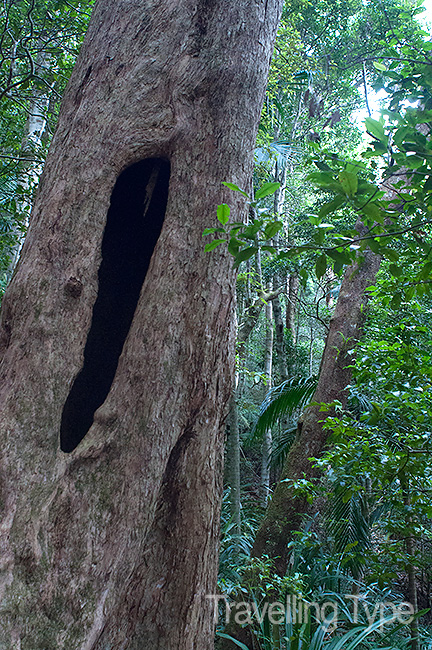 Binna Burra walks